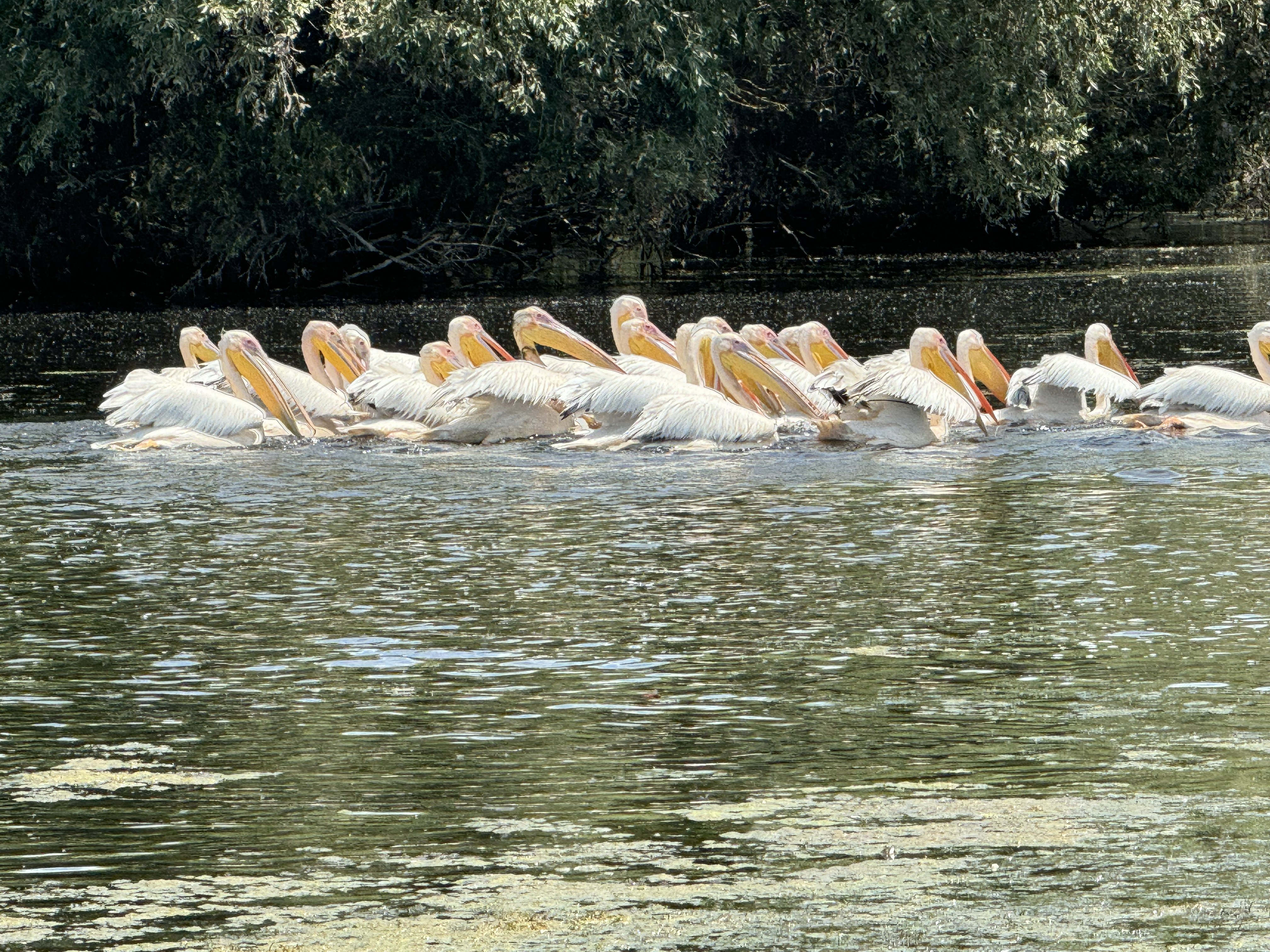 Danube Delta and its three branches - Chilia, Sulina, Sfântu Gheorghe
